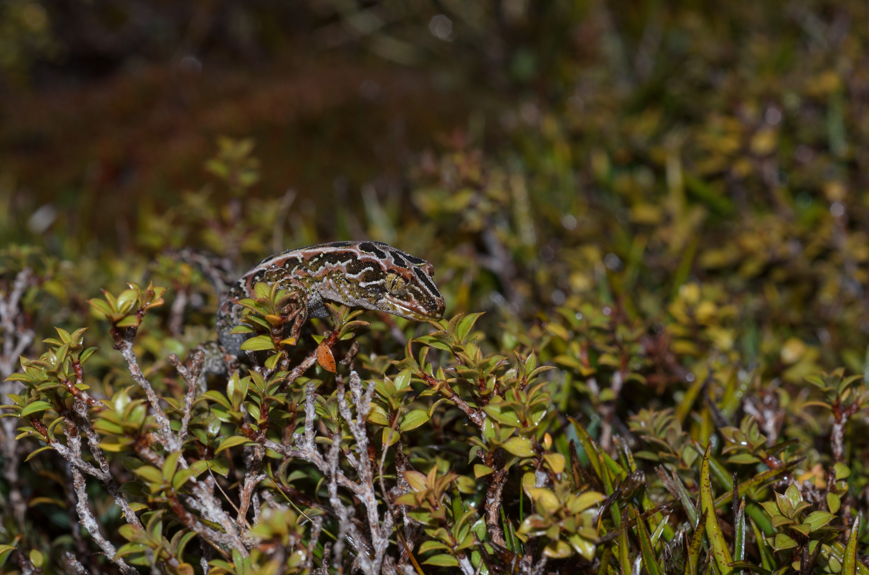 DSC_2963 – Adventure, Crispin, Hoplodactylus, Island, March 2017, National Park, New, New Zealand, Rakiura, South, Stewart, Tukutuku rakiurae, Zealand, amazing, gecko, harlequin gecko, rare, stunning